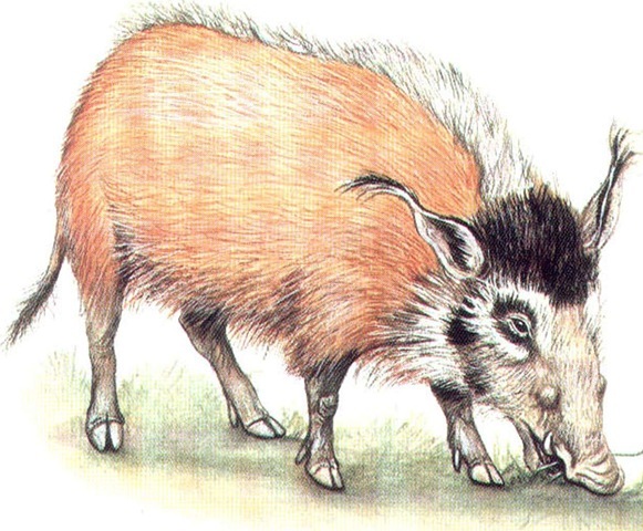 BUSH PIG (male) 