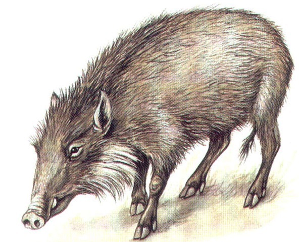 BEARDED PIG (female) 