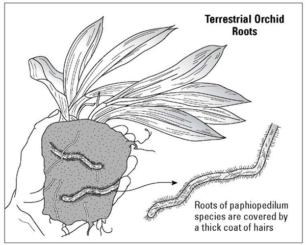 Terrestrial and semiterrestrial orchids, like most slipper orchids, frequently have hairy roots. 