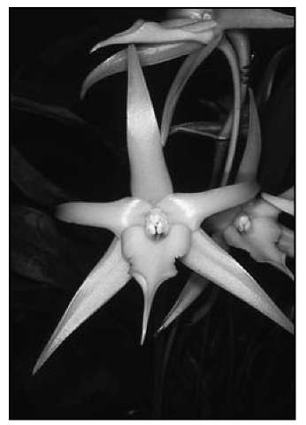 Angraecum sequipedale has a waxy, fragrant flower that can last for months. 