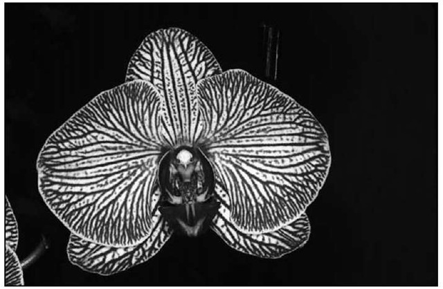 Candy-striped moth orchids present a striking picture. This one is called Phalaenopsis Jackie Debonis. 