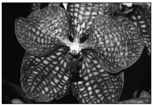 This strap-leaved variety, Vanda Kasem's Delight, shows the typical large round flowers of today's superb quality varieties. 