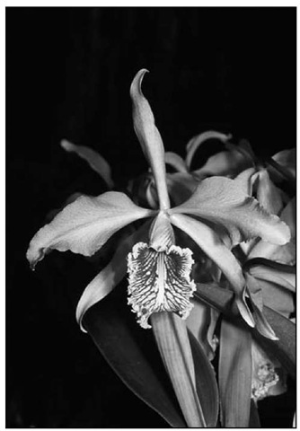 Peru is proud to have the Cattleya maxima as its national flower. 