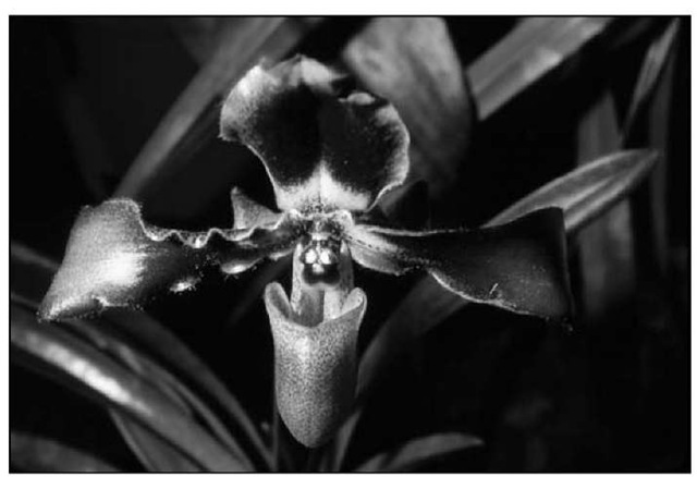 Paphiopedilum hirsutissimum grows in cooler spots than many of the other slipper orchids. 