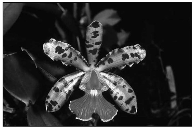 Cattleya Peckhaviensis show its spots and bright magenta lip from Cattleya aclandiae. 
