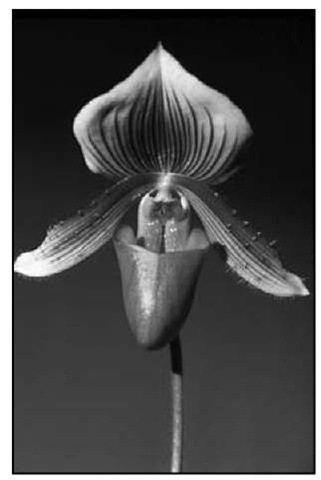 Paphiopedilum Claire de Lune 'Edgard van Belle' AM/AOS is a prize for anyone's orchid collection.  