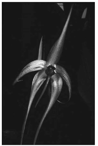  Bulbophyllum echinolabium has a 1-foot-long (30-cm-long) flower, which makes it one of the largest in the genus. 