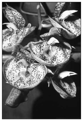 Catasetum Orchidglade has pendulous flowers and pleated foliage typical of catasetums. 