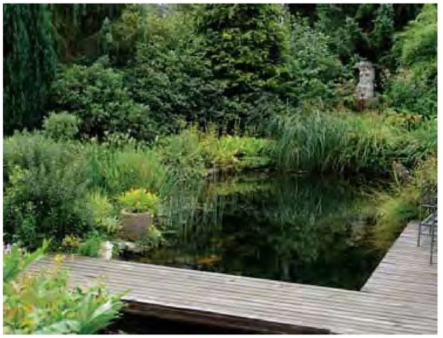 Landscape architect Karl Wienke's design for his own water garden in Suhl, Germany, combines formal architectural elements with highly naturalistic planting arrangements. A diversity of moisture-loving sedges including Carexsiderosticha, C. musk-ingumensis, Schoenoplectus tabernaemon-tani, Cyperus longus, and Carexpendula are positioned in appropriate moisture zones around the pond margin. The elegant result of this highly structured design could almost be mistaken for a naturally occurring aquatic habitat. 