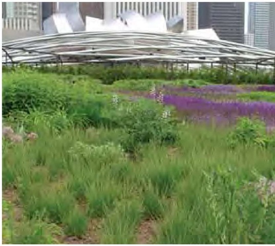 Piet Oudolf's design for urban Chicago's Millennium Park is deeply textural, like its prairie progenitor. Frank Gehry's architecture fills in nicely in the absence of a grain silo. The composition of the plantings is unmistakably evocative of the prairie even though the actual species employed are a mix of North American and Eurasian origin. 