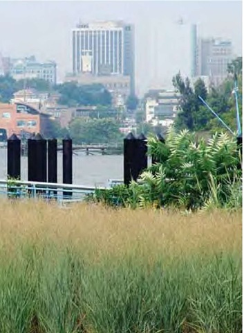 A continuous sweep of switchgrass, Panicum virgatum 'Heavy Metal', in the redeveloping waterfront of Wilmington, Delaware, can be read as the prairie or, more locally, as a nod to similar scenes occurring in habitats along the state's coastal waters. 