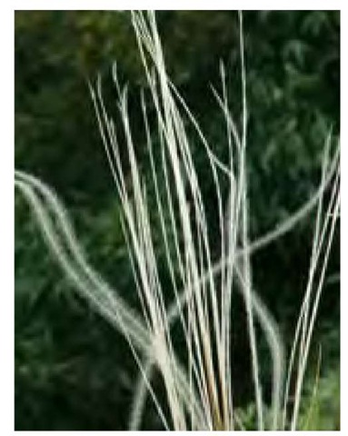 The fringed awns of needle grass, Stipa barbata, are exceptional, reaching a length of 7 inches (18 cm) or more. Awns contribute significantly to the drama and luminous qualities of grass inflorescences, as evident in this late-July photo in England.