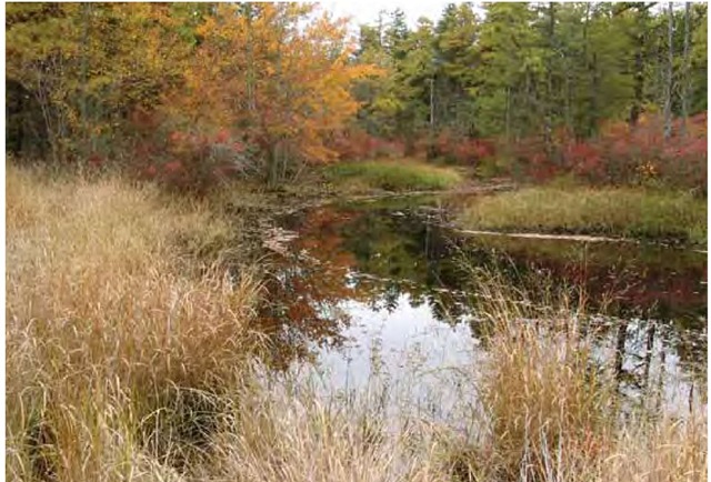 In late October, switchgrass, Panicum virga-tum, shares a wet edge in the New Jersey Pine Barrens with water willow, Decodon ver-ticillatus; red maple, Acer rubrum; highbush blueberry, Vaccinium corymbosum; and other moisture-tolerant species.
