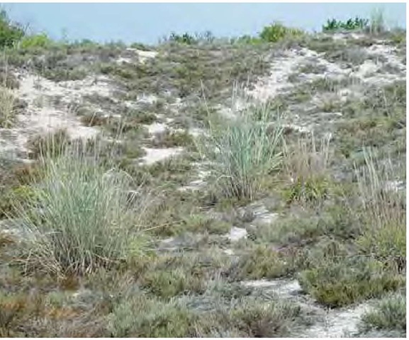 Coastal panic grass, Panicum amarum, and woolly false heather, Hudsonia tomen-tosa, are unfazed by the heat and exceptionally droughty conditions on coastal dunes in southern Delaware in late July.