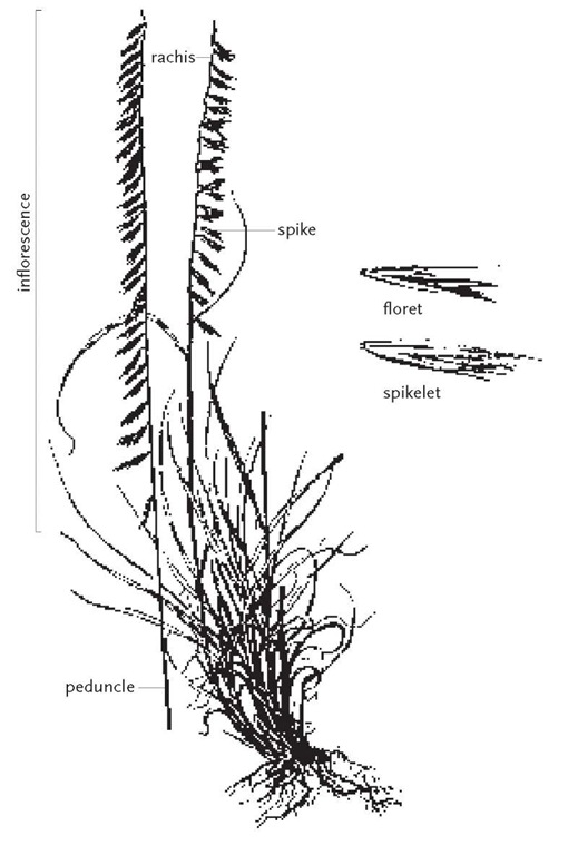 The compound inflorescence of side-oats grama, Bouteloua curtipendula, is a one-sided raceme of spikes. Each spike contains multiple spikelets. The peduncle is a typically leafless extension of the culm, supporting the inflorescence.