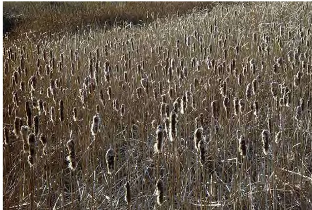 Cattails spread by thick rhizomes, often forming dense stands such as this colony of Typha latifolia in Wellfleet, Massachusetts, photographed on Christmas Day.