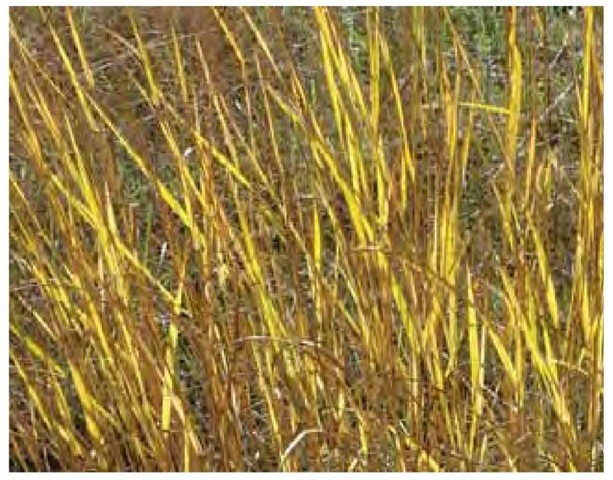 Sunlit switchgrass, Panicum virgatum, in a Long Island meadow in late October demonstrates the radiant quality of grass foliage. 