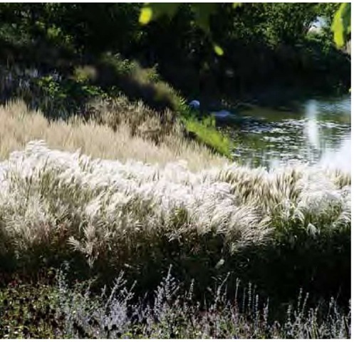 Sweeps of Miscanthussinensis and feather-reed grass, Calamagrostis xacuti-flora 'Karl Foerster', at the Chicago Botanic Garden are illuminated by the early October sun. 