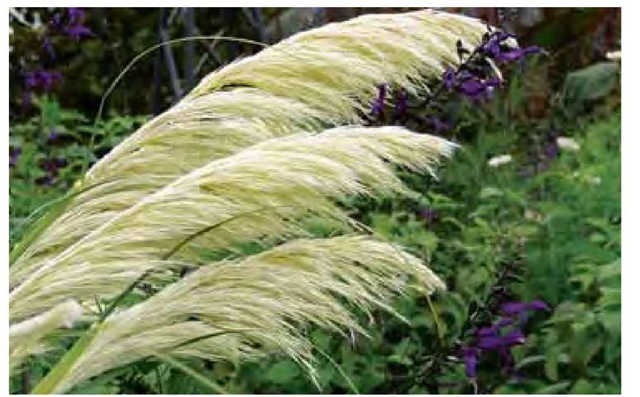 Freshly opened in August at Wisley, the nearly white inflorescences of pampas grass, Cortaderia selloana, accentuate the dark purple-black flowers of Salvia mexicana. 