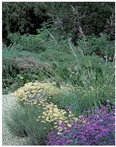 Flowers of chee grass, Achnatherum splendens, are pink-purple in this mid-July view in Beth Chatto's gravel garden in Colchester, England.