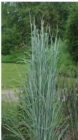 Andropogon gerardii 'Sentinel' is both upright and very blue in the author's eastern Pennsylvania garden in early August.