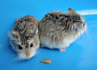 myHamsters018.jpg