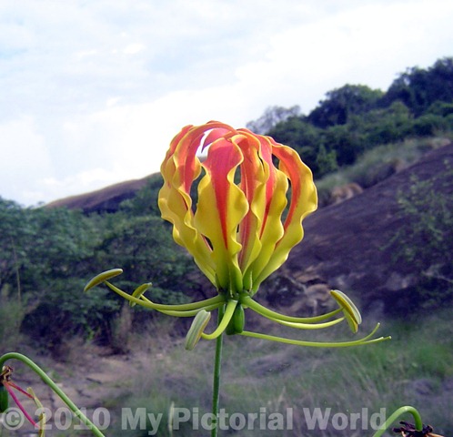 [Flame-Lily---Zimbabwe[6].jpg]