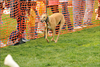 Sammy streaking down the chute (first photo)