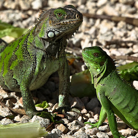by Jeannette Thalmann-Bendeth - Animals Reptiles