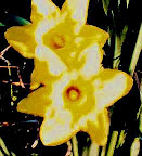 Cropped_Daffodils.JPG