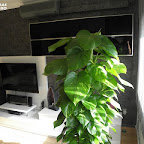 P5190012.JPG