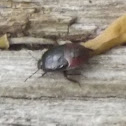 Pentatomid bug