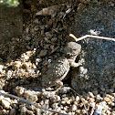 Regal-horned Lizard