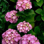 Plantes de terre de bruy�re