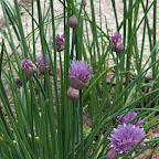 Les plantes aromatiques