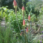 Plantes vivaces