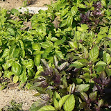 Basilic