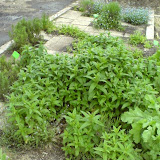 Menthe verte - Mentha spicata