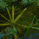 Les feuilles de Papyrus plongées dans l'eau forment des racines et des pousses