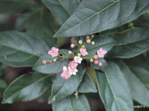 Viburnum tinus