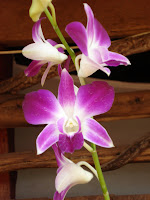 DSC02510.JPG