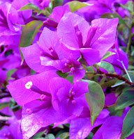 Purple macro crop 1.jpg