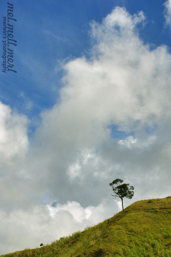 [lone_tree[1].jpg]
