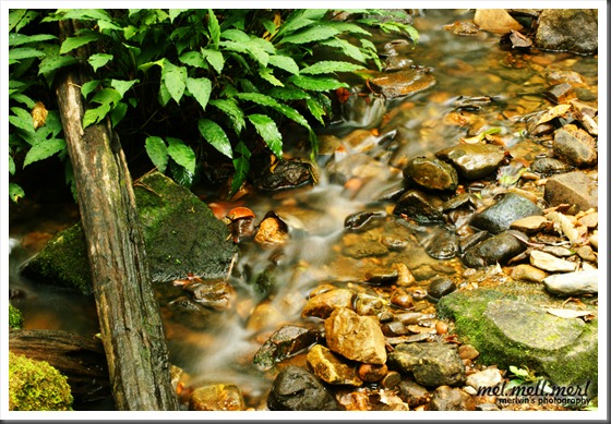 Titi dan Creek