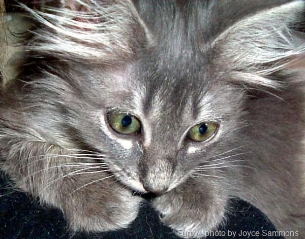 [furby with M tabby marking[10].jpg]