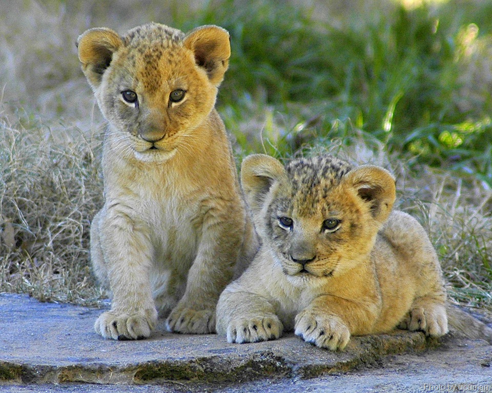 [lion cubs by ucumari[8].jpg]