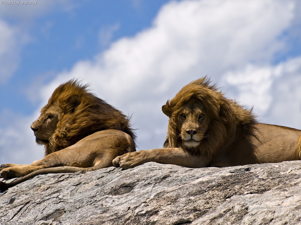 [lions on rocks wwarby[11].jpg]
