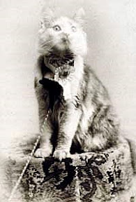 Maine Coon cat Cosey, first winner cat show New York may 1895