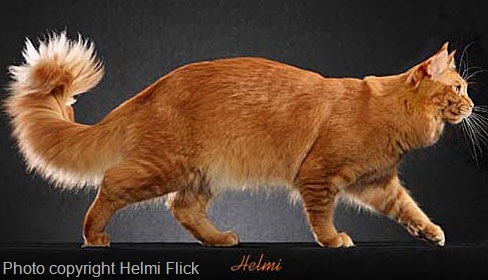 [orange-maine-coon[7].jpg]