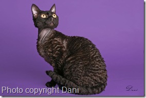 devon rex cat